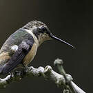 Colibri d'Héliodore