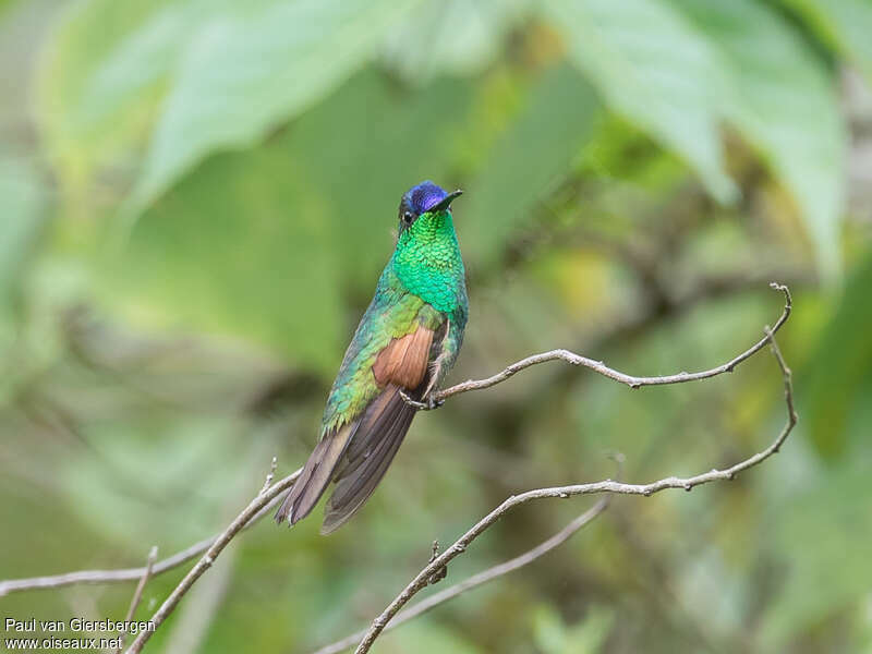 Oaxaca Hummingbird male adult, identification