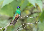 Colibri d'Oaxaca