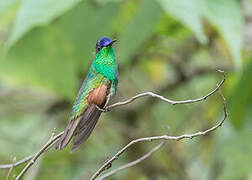 Colibri d'Oaxaca