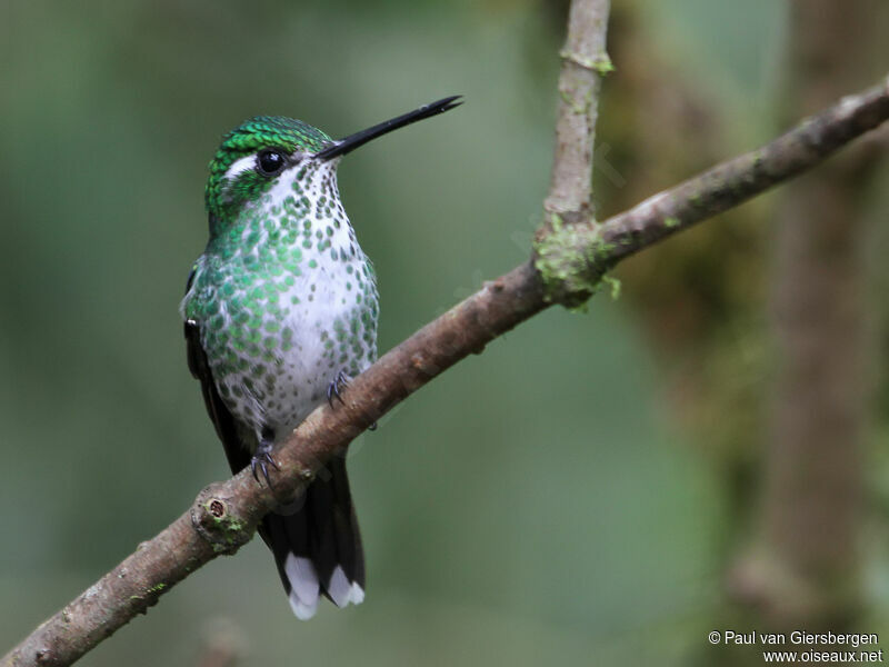 Purple-bibbed Whitetip female adult