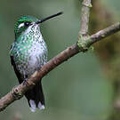 Colibri de Benjamin