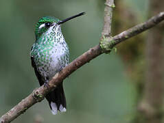 Purple-bibbed Whitetip