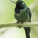 Colibri de Benjamin