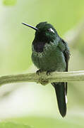 Purple-bibbed Whitetip