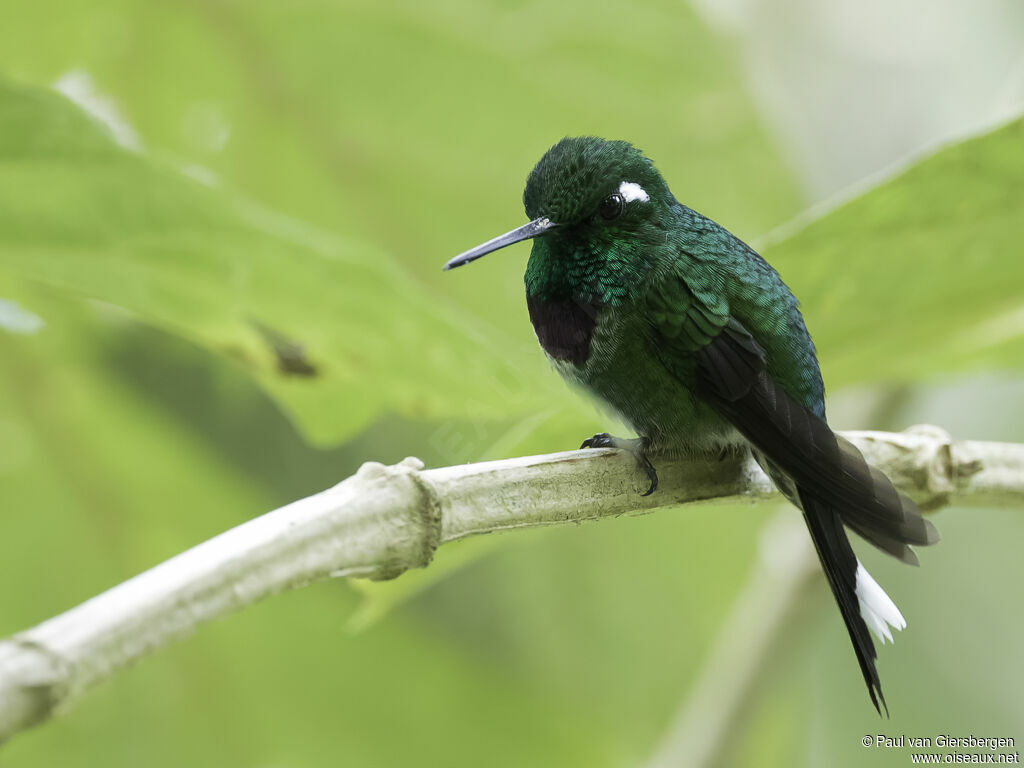 Purple-bibbed Whitetip male adult