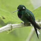Colibri de Benjamin