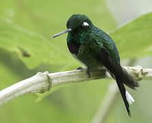 Purple-bibbed Whitetip