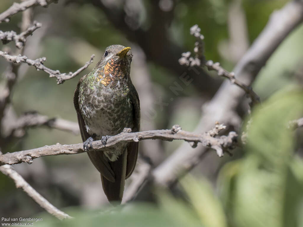 Bronze-tailed Comet male adult, close-up portrait