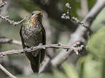 Colibri de Bourcier