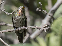 Bronze-tailed Comet