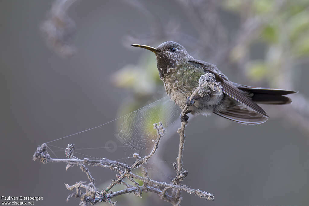 Bronze-tailed Comet male adult, identification