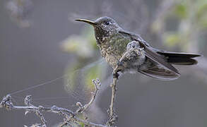 Colibri de Bourcier