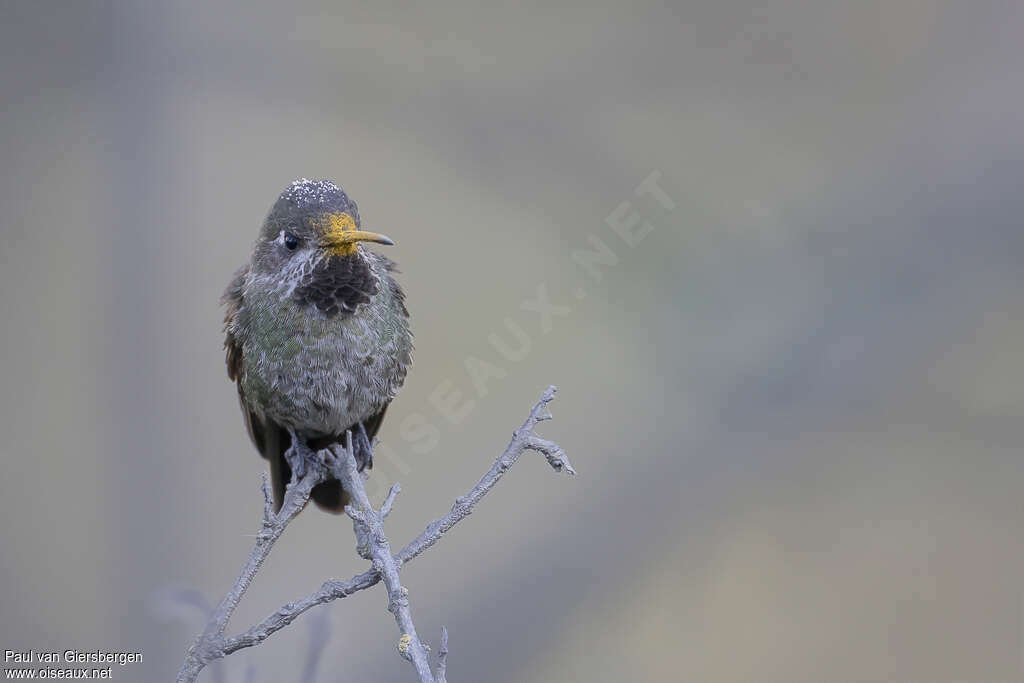 Bronze-tailed Comet male adult, close-up portrait