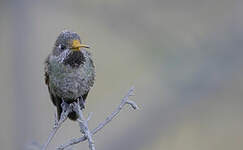 Colibri de Bourcier