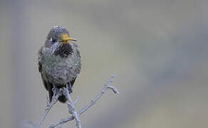 Bronze-tailed Comet