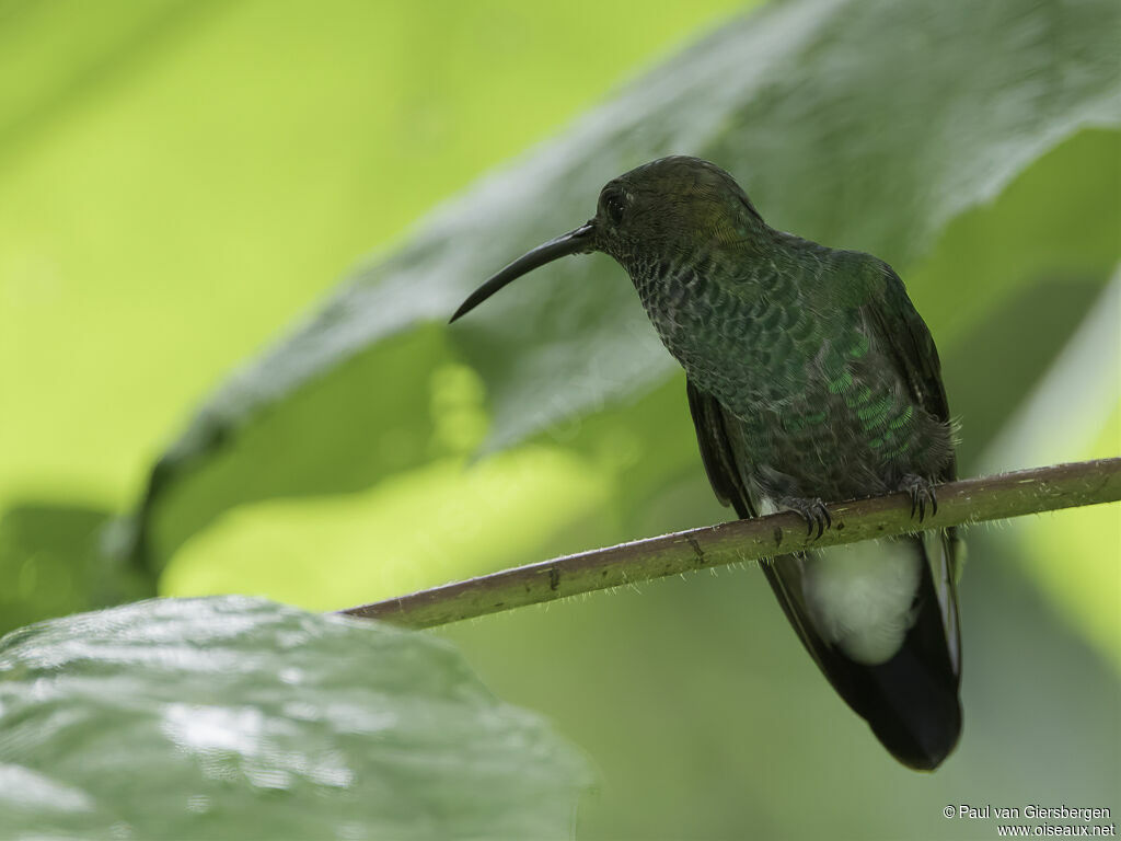 White-vented Plumeleteeradult