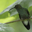 Colibri de Buffon