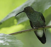 Colibri de Buffon