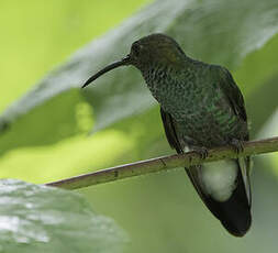 Colibri de Buffon