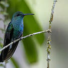 Colibri de Buffon