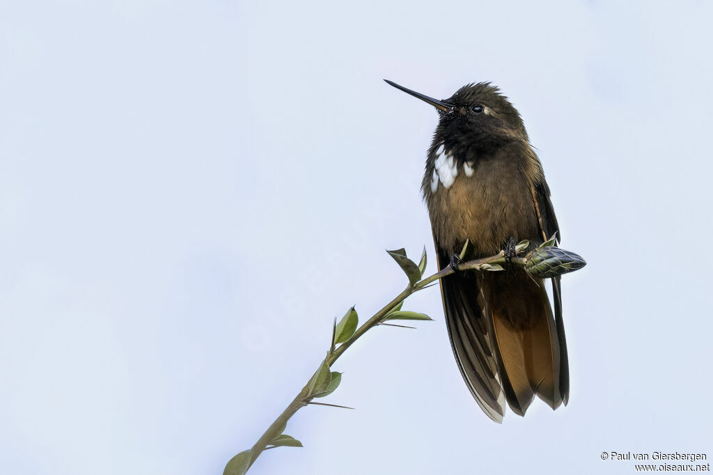 Colibri de Castelneau