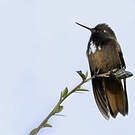 Colibri de Castelneau
