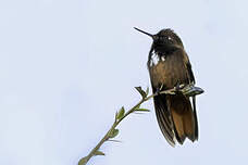 Colibri de Castelneau
