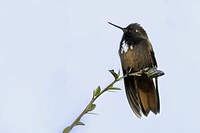 Colibri de Castelneau
