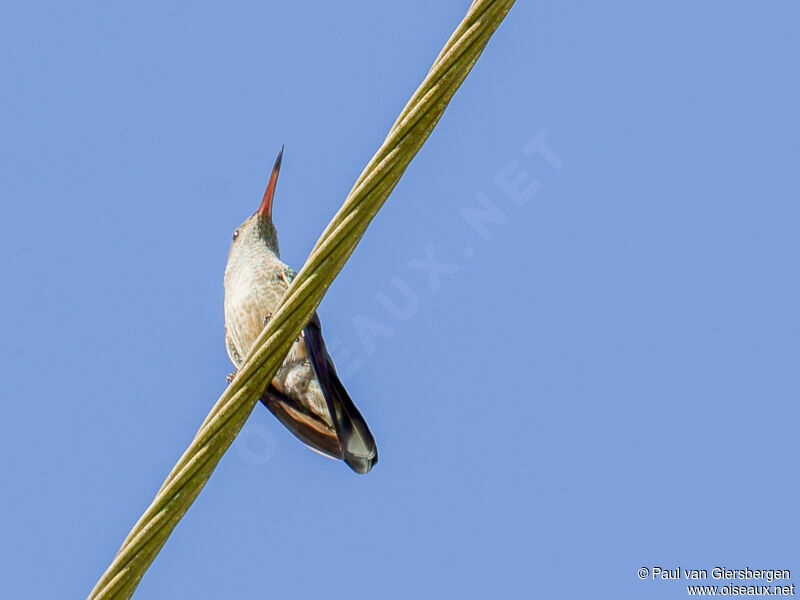 Colibri de Cuvieradulte