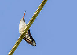 Scaly-breasted Hummingbird