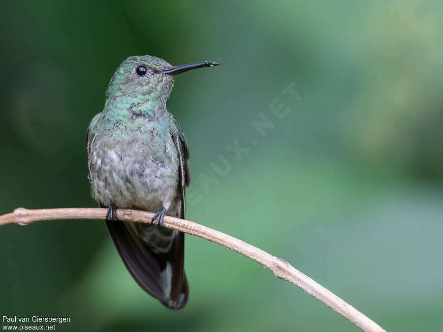 Scaly-breasted Hummingbirdadult, close-up portrait