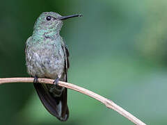 Scaly-breasted Hummingbird