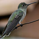 Colibri de Cuvier