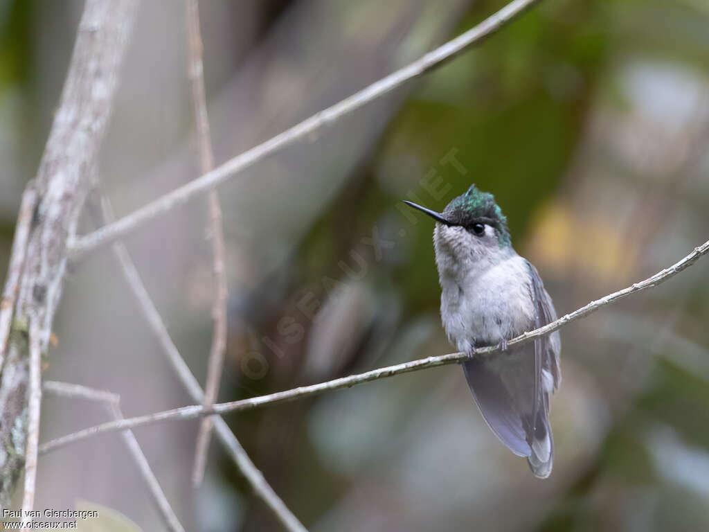 Colibri de Delalande femelle adulte, identification