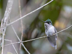 Green-crowned Plovercrest