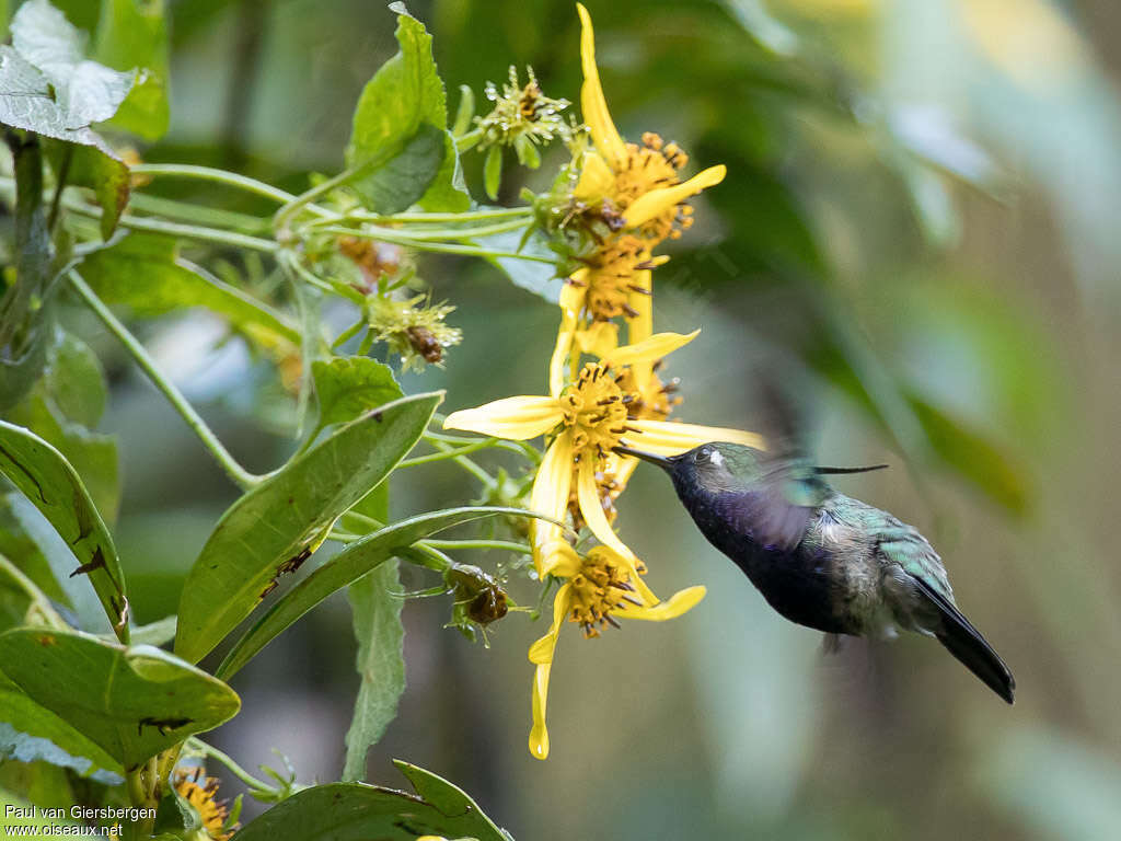 Green-crowned Plovercrestadult, Flight, eats