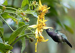 Colibri de Delalande