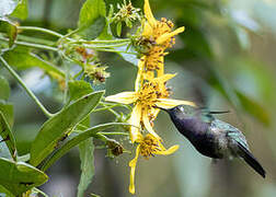 Green-crowned Plovercrest