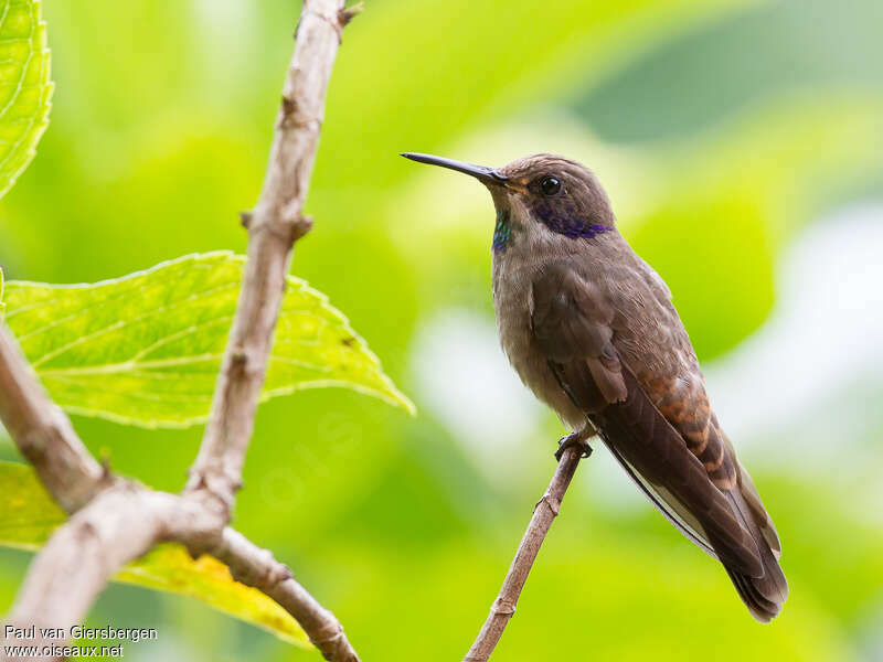 Colibri de Delphineadulte