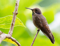 Brown Violetear