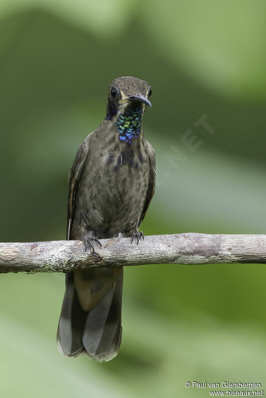 Colibri de Delphineadulte