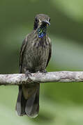 Brown Violetear