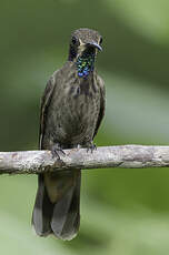 Colibri de Delphine