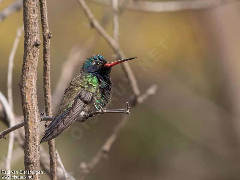 Colibri de Doubledayadulte, identification