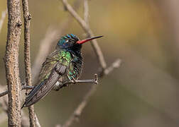 Turquoise-crowned Hummingbird