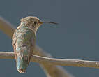Colibri de Fanny