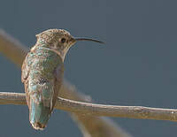 Colibri de Fanny