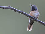 Colibri de Fanny