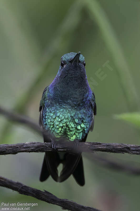 Shining-green Hummingbird male adult, close-up portrait